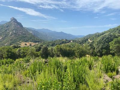 For sale Ocana 9455 m2 Corse (20117) photo 2