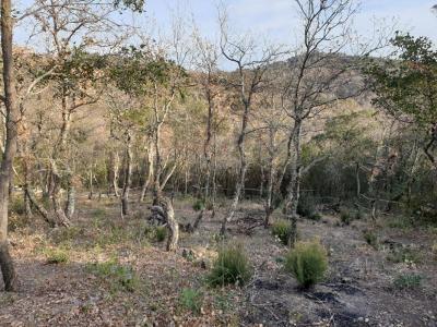 Acheter Terrain Ceret 15000 euros