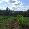 For sale Land Mansac  1226 m2