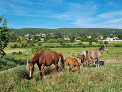 Annonce Vente Domaine agricole Euzet 30