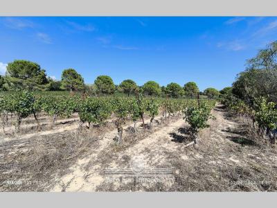 For sale Poilhes 5410 m2 Herault (34310) photo 1