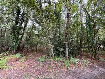 For sale Sanguinet 1677 m2 Landes (40460) photo 4