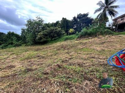 Acheter Terrain Gros-morne Martinique