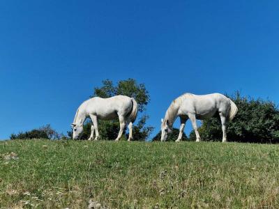 For sale Guise Aisne (02120) photo 2