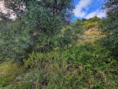 For sale Brando 3325 m2 Corse (20222) photo 2