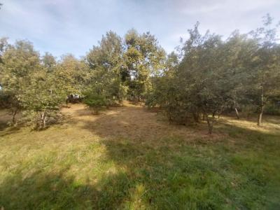 For sale Saugnacq-et-muret 849 m2 Landes (40410) photo 0