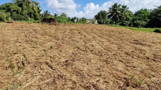 Acheter Terrain Sainte-rose Guadeloupe