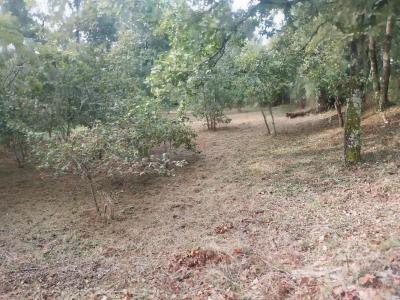 For sale Saugnacq-et-muret 849 m2 Landes (40410) photo 0