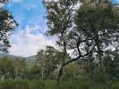 For sale Land Porto-vecchio  2717 m2