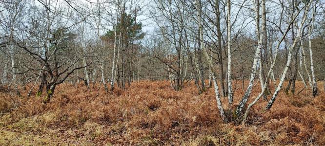 Acheter Domaine forestier Loye-sur-arnon Cher