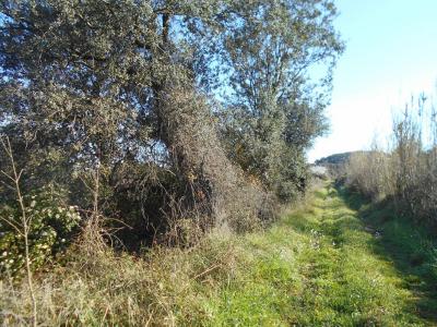 Acheter Terrain Saint-pons-de-mauchiens Herault