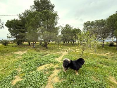 For sale 8 rooms 291 m2 Herault (34210) photo 2