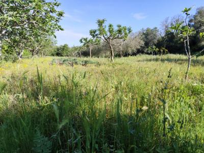For sale Herault (34530) photo 1