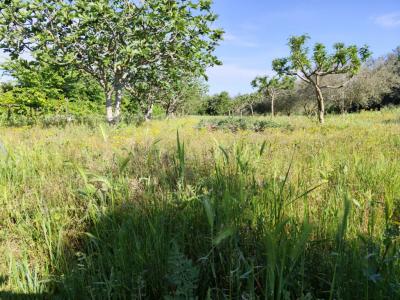 For sale Herault (34530) photo 3