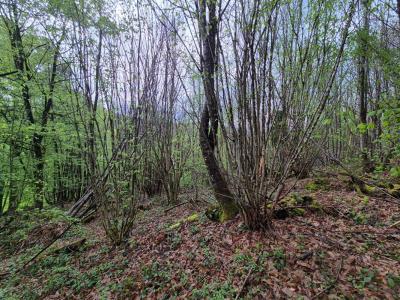 Annonce Vente Terrain Tulle 19