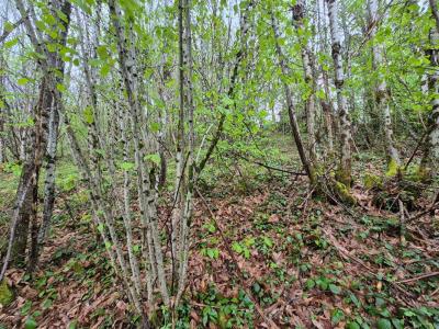 Acheter Terrain 12706 m2 Tulle