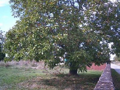 For sale Chabournay SAINT-MARTIN-LA-PALLU 570 m2 Vienne (86380) photo 2