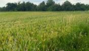 Vente Terrain Chatuzange-le-goubet PIZANCON