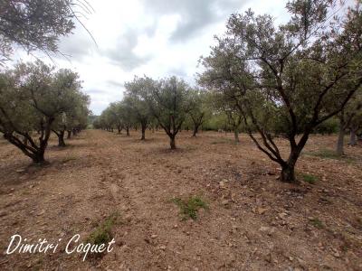 Acheter Terrain Pezenas Herault