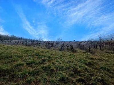 For sale Albi 8000 m2 Tarn (81000) photo 1
