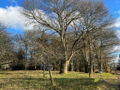 Acheter Terrain 2355 m2 Chamberet