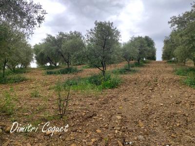 For sale Gabian 8000 m2 Herault (34320) photo 4