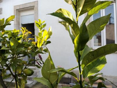For sale 15 MN  PIEDS DU MARCH 2 rooms 32 m2 Charente maritime (17000) photo 1