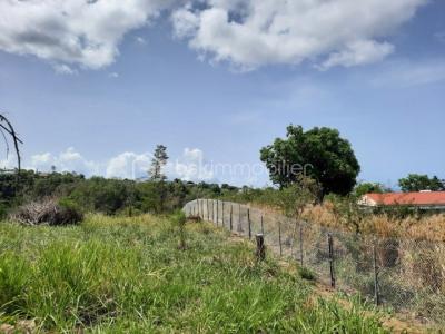 Annonce Vente Terrain Vieux-habitants 971