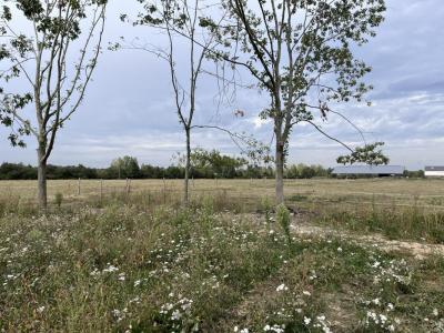 For sale Montrelais 535 m2 Loire atlantique (44370) photo 0