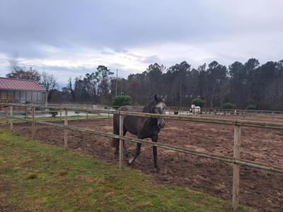 For sale Dax 2 rooms 50 m2 Landes (40100) photo 4