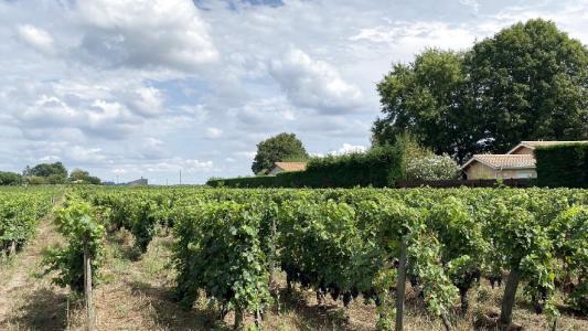 For sale 25000 m2 Gironde (33330) photo 3