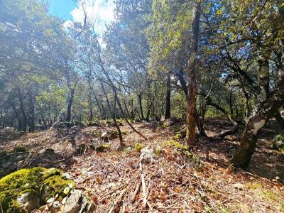 Annonce Vente Terrain Camps-la-source 83