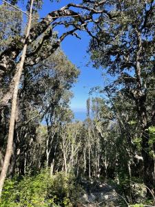 For sale Brando BRANDO 1562 m2 Corse (20222) photo 1