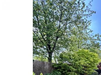 Annonce Vente 8 pices Maison Rheu 35