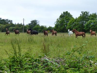 For sale Gourin 5 rooms 150 m2 Morbihan (56110) photo 0