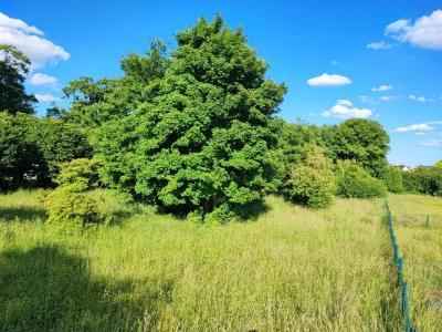 Annonce Vente Terrain Sainte-solange 18