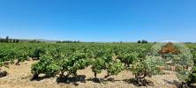 For sale Land Palme  8360 m2