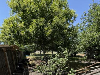 Annonce Vente Terrain Blanquefort 33