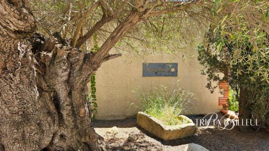 For sale Saint-cyprien 26 rooms 630 m2 Pyrenees orientales (66750) photo 3