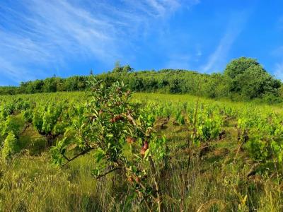 For sale Albi 4932 m2 Tarn (81000) photo 3