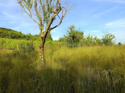 For sale Albi 4932 m2 Tarn (81000) photo 4