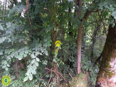 For sale Pierrefort 32767 m2 Cantal (15230) photo 0