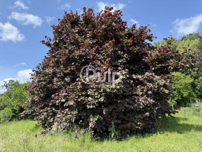 For sale Vitz-sur-authie 1480 m2 Somme (80150) photo 2
