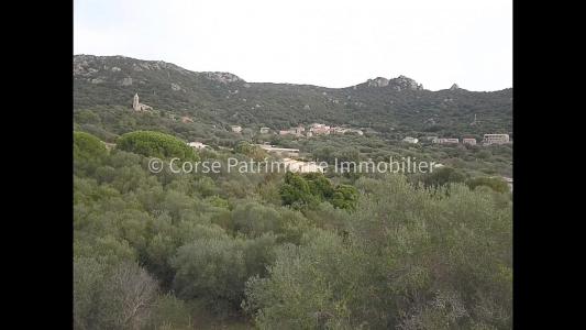 Annonce Vente Terrain Figari 20