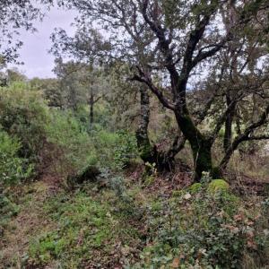 Annonce Vente Terrain Sartene 20