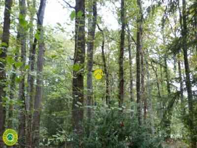 Annonce Vente Terrain Langeais 37
