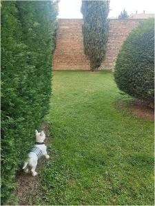 For rent Toulouse 2 rooms 37 m2 Haute garonne (31300) photo 4