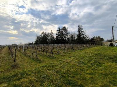 Acheter Terrain 890 m2 Lalande-de-pomerol