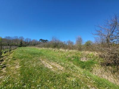 Acheter Terrain 7061 m2 Castelnau-de-medoc