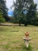 For sale Prestigious house Cambes  650 m2 20 pieces